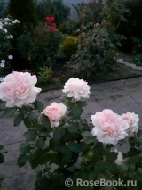 Chandos Beauty Chandos Beauty