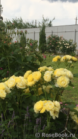 Golden Border Golden Border
