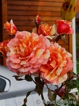 Rose La Rose des Impressionnistes Rose La Rose des Impressionnistes