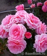 Tickled Pink Tickled Pink