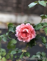 Strawberry Hill Strawberry Hill