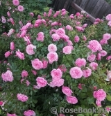 Starlet®-Rose Eva® Starlet®-Rose Eva®