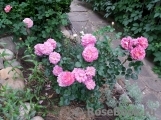 Princess Anne Princess Anne