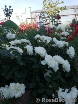White Meidiland White Meidiland