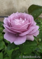 Novalis Novalis