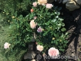 Garden of Roses Garden of Roses
