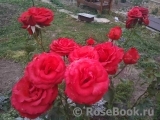 Lovely Red Lovely Red