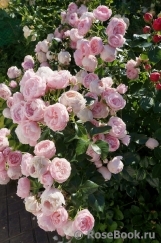 Hans Gonewein Rose Hans Gonewein Rose