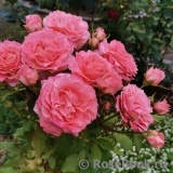 Corail gelee Corail gelee