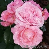 Corail gelee Corail gelee