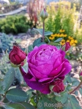 Heidi Klum Rose Heidi Klum Rose