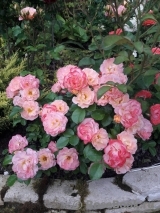 Peach Drift ® Peach Drift ®