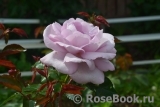 La Rose du Petit Prince La Rose du Petit Prince