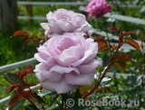 La Rose du Petit Prince La Rose du Petit Prince