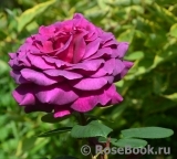 Big Purple Big Purple