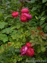 Ascot Ascot