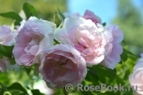 Ritausma Ritausma