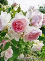 Ritausma Ritausma