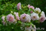 Ritausma Ritausma
