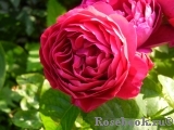 Ascot Ascot