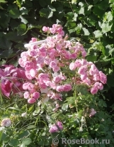 Pomponella Pomponella