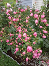 Pomponella Pomponella
