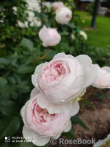 Herzogin Christiana ® Herzogin Christiana ®
