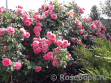 Rosarium Uetersen Rosarium Uetersen