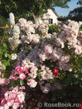 Heavenly Pink Heavenly Pink