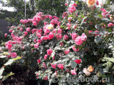 Rosarium Uetersen Rosarium Uetersen