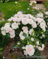 Aspirin Rose Aspirin Rose