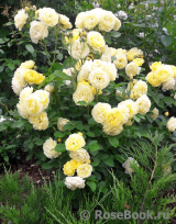 Golden Border Golden Border