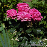 Claude Brasseur Claude Brasseur