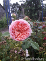 Abraham Darby Abraham Darby