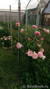 Abraham Darby Abraham Darby