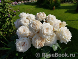Madame Anisette ® Madame Anisette ®
