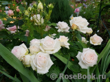 Madame Anisette ® Madame Anisette ®