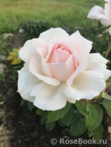 Chandos Beauty Chandos Beauty