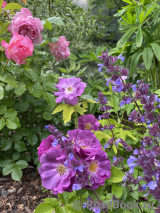 Rhapsody in Blue Rhapsody in Blue