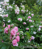 Ritausma Ritausma