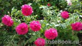 Rosarium Uetersen Rosarium Uetersen