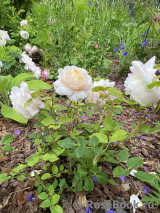 Crocus Rose® Crocus Rose®