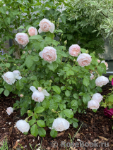 Desdemona Desdemona