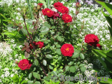 Red Det 80 ® Red Det 80 ®