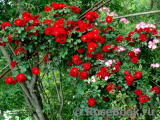 Roter Korsar Roter Korsar