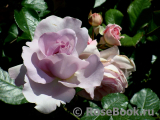 La Rose du Petit Prince La Rose du Petit Prince
