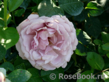 La Rose du Petit Prince La Rose du Petit Prince