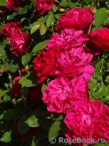 Darcey Bussell Darcey Bussell