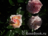 White Fox Rose White Fox Rose