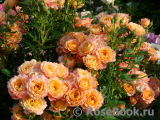 Briosa ® Briosa ®